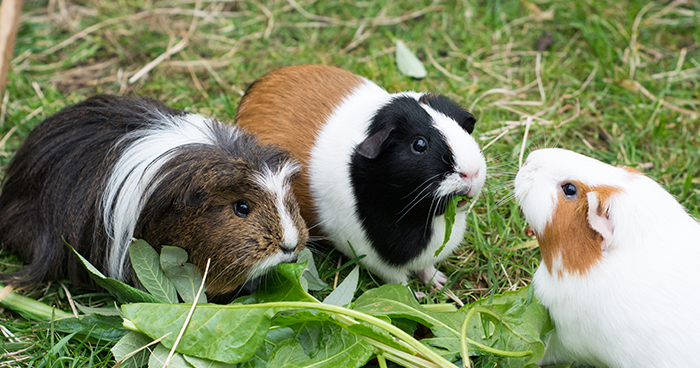 Do guinea pigs get depressed when one sales dies